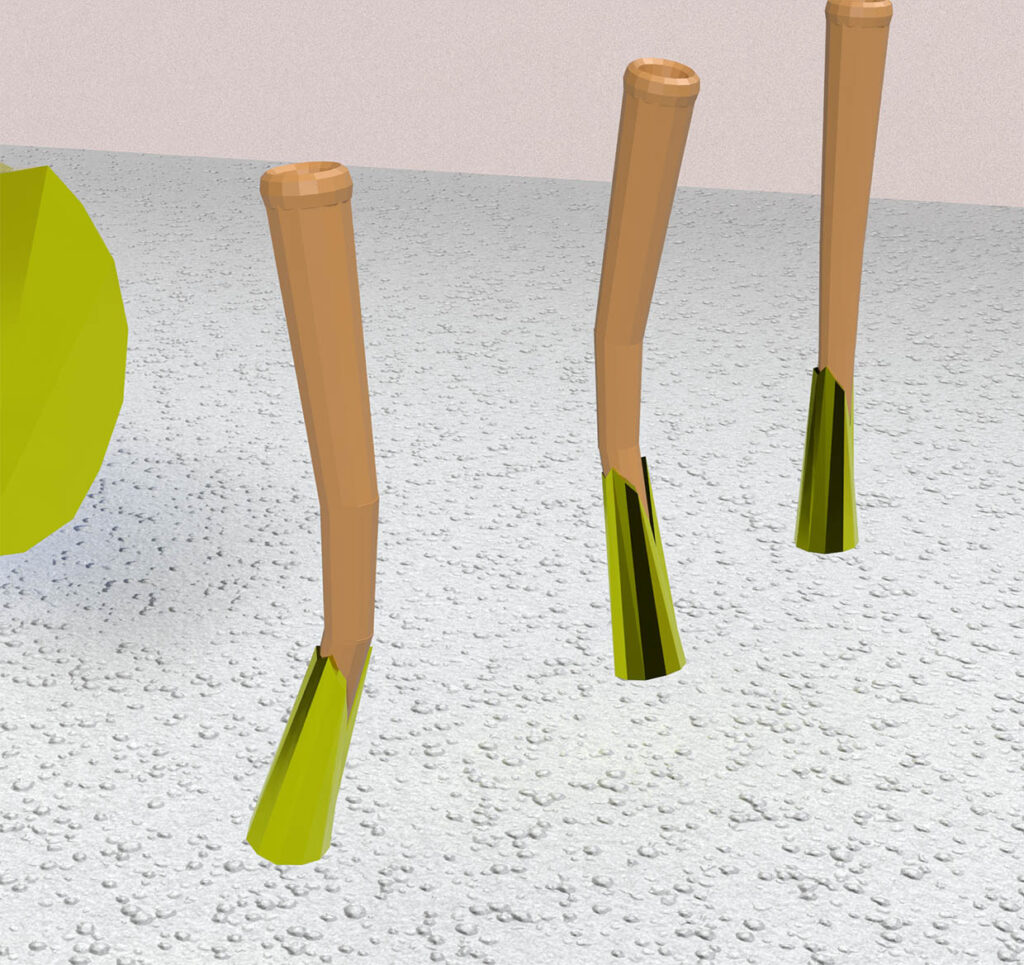 Digital 3D models of maple seed stems.